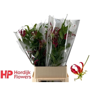 GLORIOSA ROTHSCHILDIANA