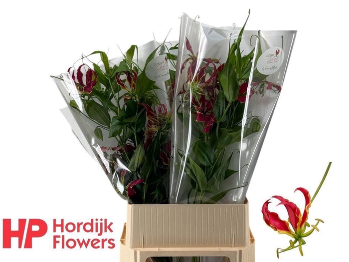 <h4>Gloriosa rothschildiana</h4>