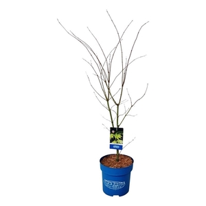 Acer Arctic Jade ®