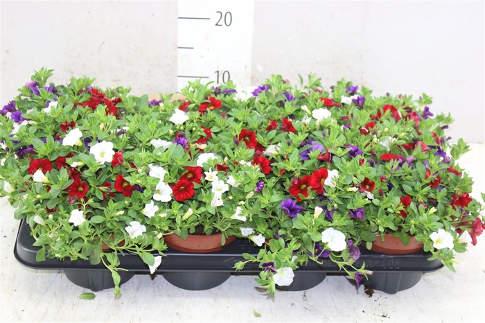 <h4>Calibrachoa "café De Paris" Tricolor Red/blue/whit</h4>