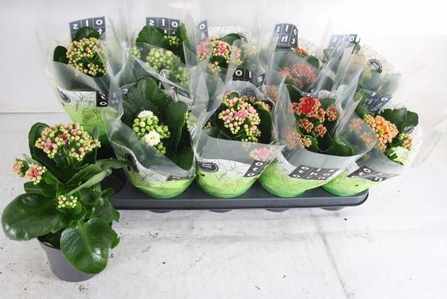 <h4>KAL GE GEM 4 KL</h4>