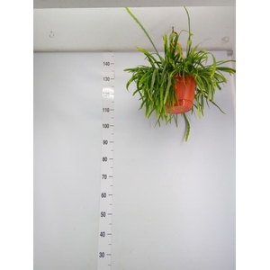 Lepismium bolivianum