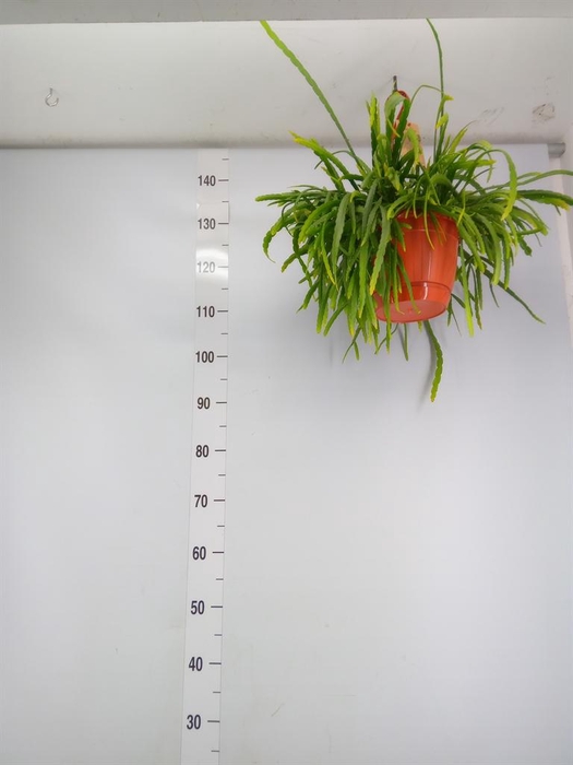 <h4>Lepismium bolivianum</h4>