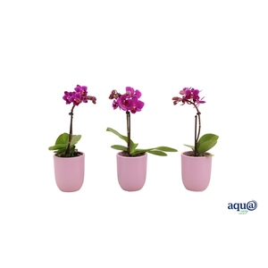 Hugo Lavender Tiny Dolls Paars 1T7+ Aqu@