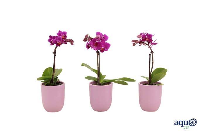 <h4>Hugo Lavender Tiny Dolls Paars 1T7+ Aqu@</h4>