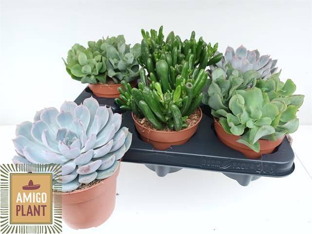 <h4>SUCC GEM 4 SRT</h4>