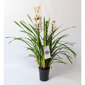 Cymbidium wit 3-4 tak