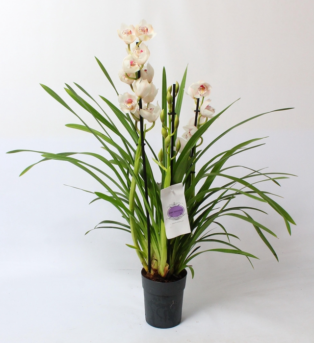 <h4>Cymbidium wit 3 tak</h4>