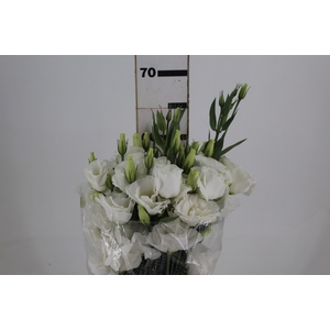 LISIANTHUS ECHO PURE WHITE 060 CM MIN 500 GRAMAS BRANCO