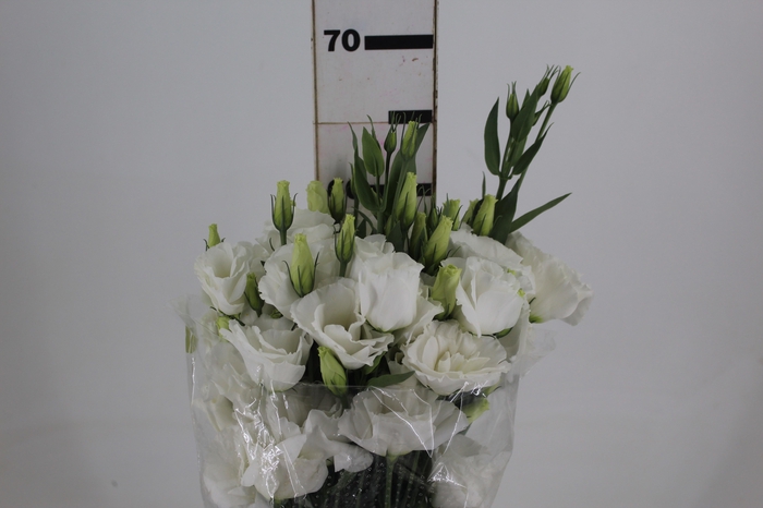 <h4>LISIANTHUS ECHO PURE WHITE 060 CM MIN 500 GRAMAS BRANCO</h4>