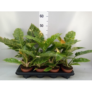 Philodendron  'Ring of Fire'