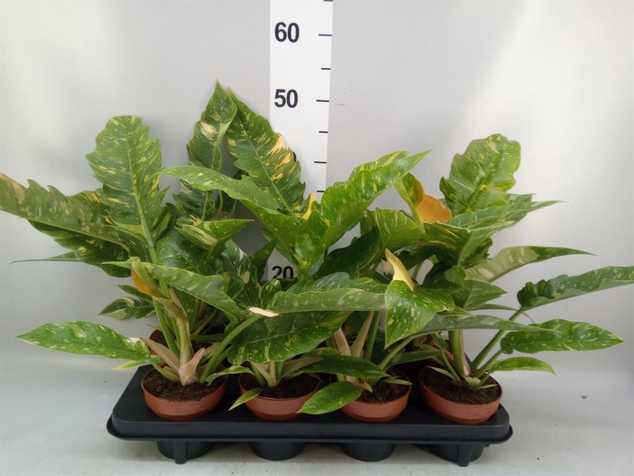<h4>Philodendron  'Ring of Fire'</h4>
