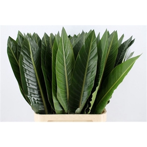 Strelitzia Leaves P Stem