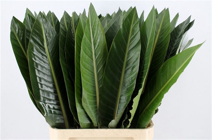 <h4>Strelitzia Leaves P Stem</h4>