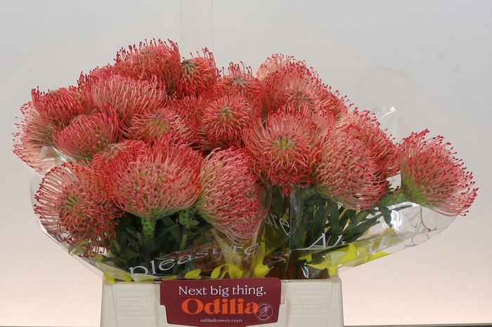 <h4>Nutans Ayoba Pink</h4>