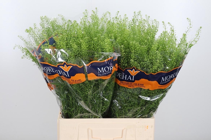 <h4>Lepidium Green Bell</h4>