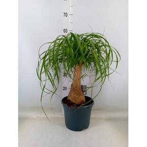 Beaucarnea recurvata