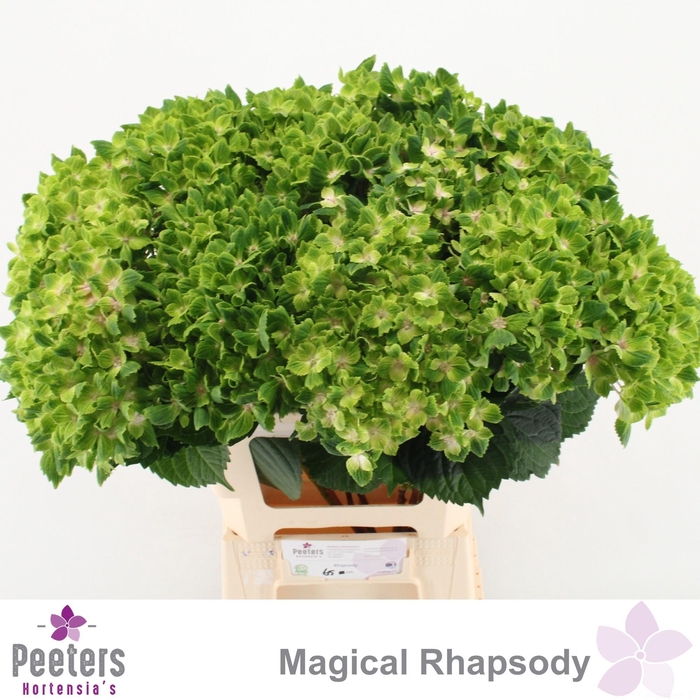 <h4>HYDR M MAG RHAPSODY</h4>