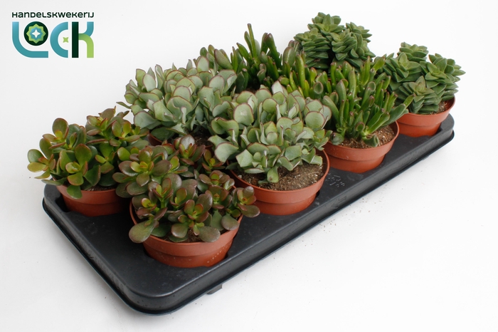 <h4>Crassula Mix</h4>