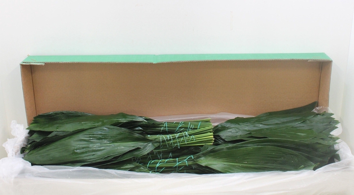 <h4>ASPID ELATIOR</h4>