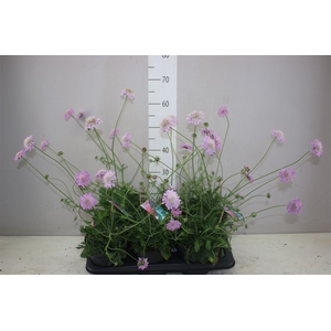 Scabiosa Co Pink Mist