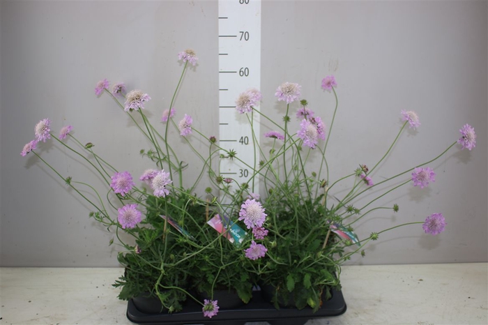 <h4>Scabiosa Co Pink Mist</h4>