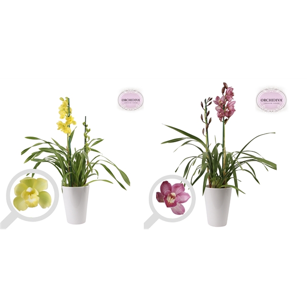 <h4>Cymbidium 2tak mix keramiek wit</h4>