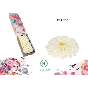 Germini Pomponi Blanco Doos
