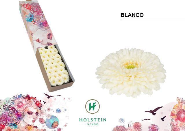 <h4>Germini Pomponi Blanco Doos</h4>