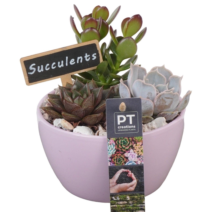 <h4>PTSU8442 Arrangement Succulenten in keramiek schaaltje</h4>