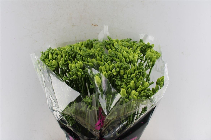 <h4>Fr Du Essence White</h4>