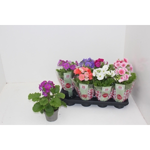 PRIM OB SWEETK A GEM