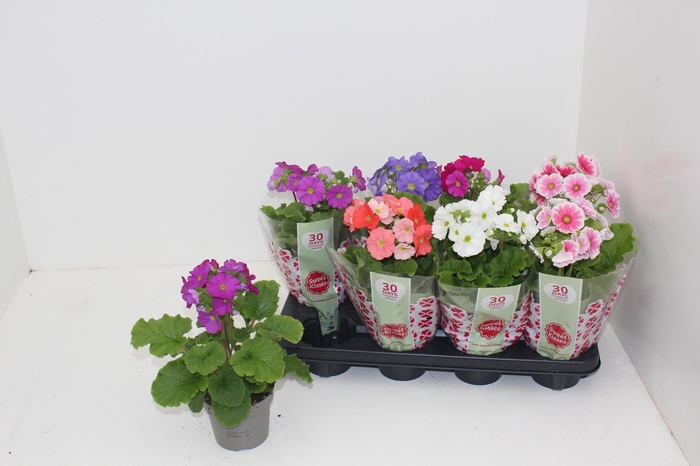 <h4>PRIM OB SWEETK A GEM</h4>