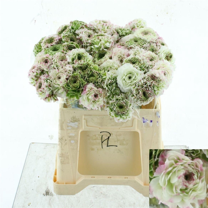 <h4>RANUNCULUS OV</h4>