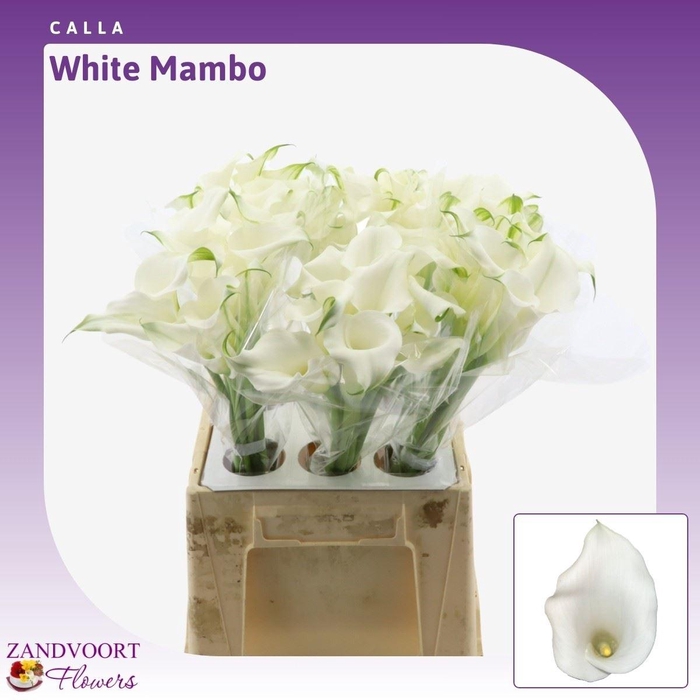 <h4>Calla White Mambo</h4>
