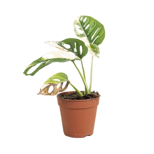 Monstera obliqua Leichtlinii