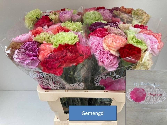 <h4>DI ST GEM IN BOS</h4>