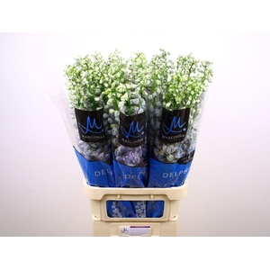 DELPH DU GUARD LAVEN