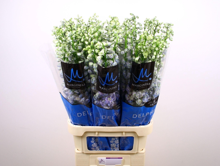 <h4>DELPH DU GUARD LAVEN</h4>