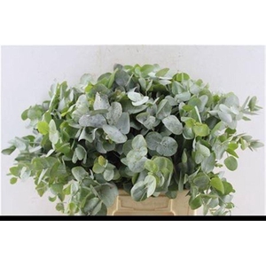 Euca Cinerea Short 150 Gram Za
