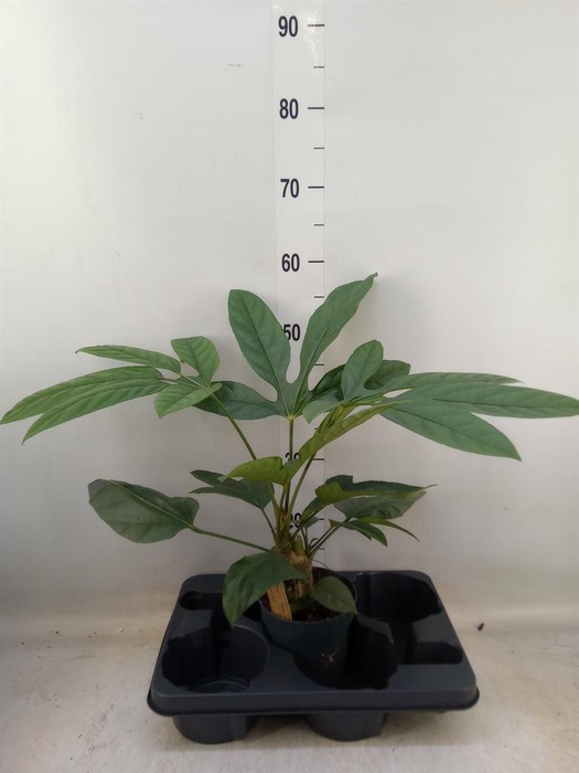 <h4>Planten Groen   ...L%</h4>