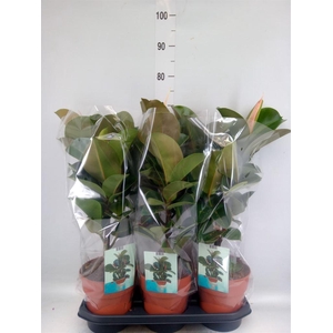 Ficus elastica 'Cloe'