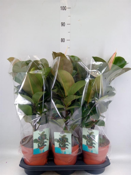 <h4>Ficus elastica 'Cloe'</h4>
