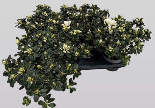 <h4>RHODO SI MEVR G K WI</h4>