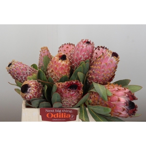 Protea Barbigera