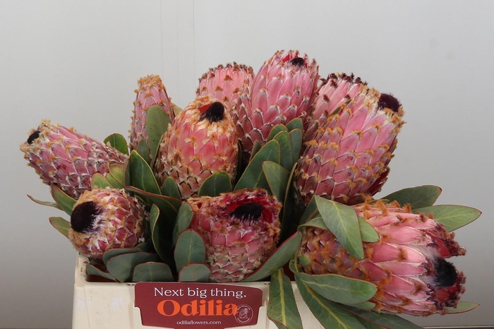 <h4>Protea Barbigera</h4>