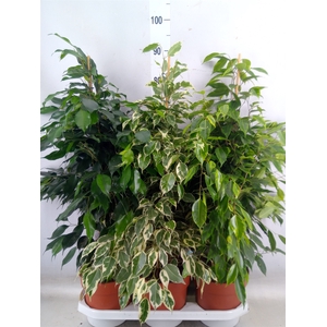Ficus benja.   ...mix