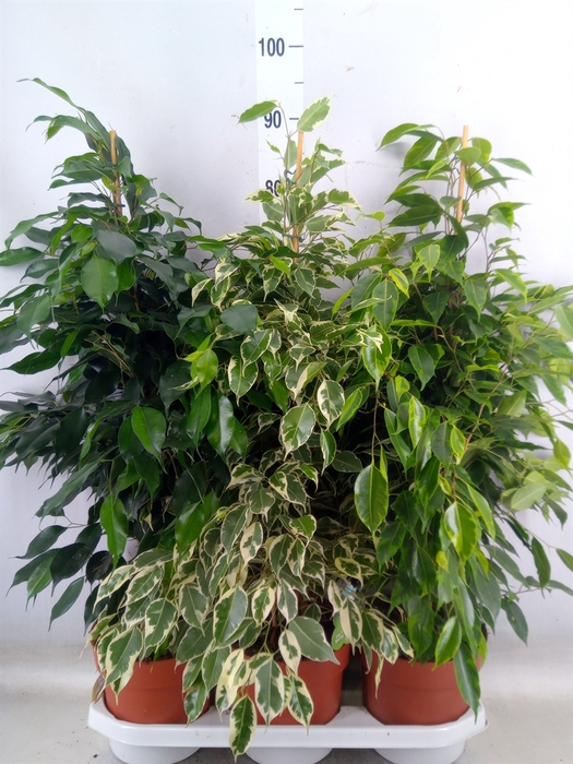 <h4>Ficus benja.   ...mix</h4>
