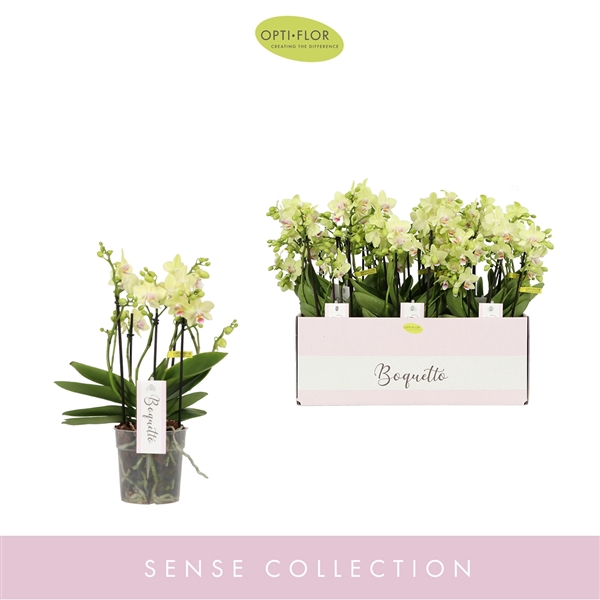 <h4>Phalaenopsis Multifloratypes overig geel</h4>