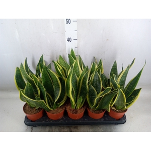 Sansevieria trifa. 'Futura Superba'